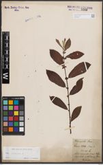 Foto von Salix cinerea L.